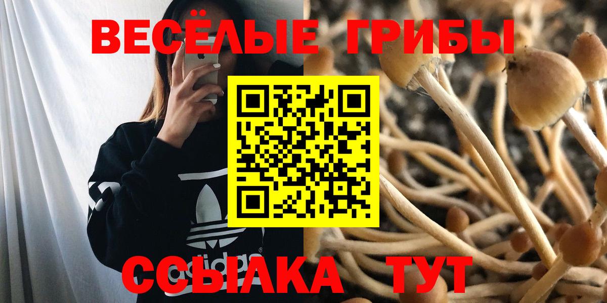 Галлюциногенные грибы Psilocybine cubensis Ессентуки